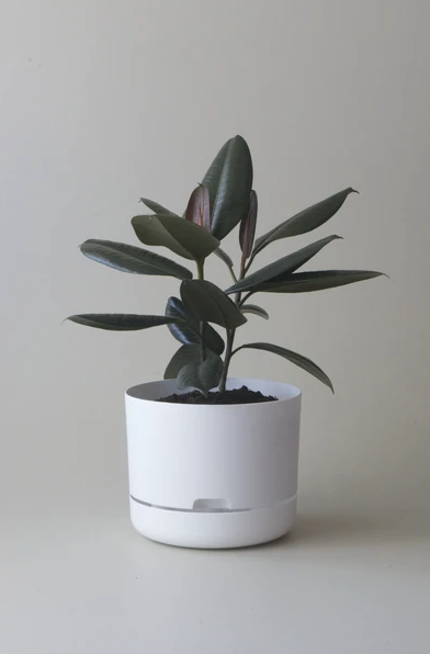Mr Kitly - Self-Watering Plant Pots  - 250mm - PICK UP ONLY
