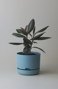 Mr Kitly - Self-Watering Plant Pots  - 250mm - PICK UP ONLY