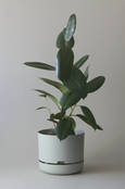 Mr Kitly - Self-Watering Plant Pot - 300mm - PICK UP ONLY
