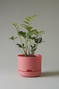 Mr Kitly - Self-Watering Plant Pots - 215mm - PICK UP ONLY
