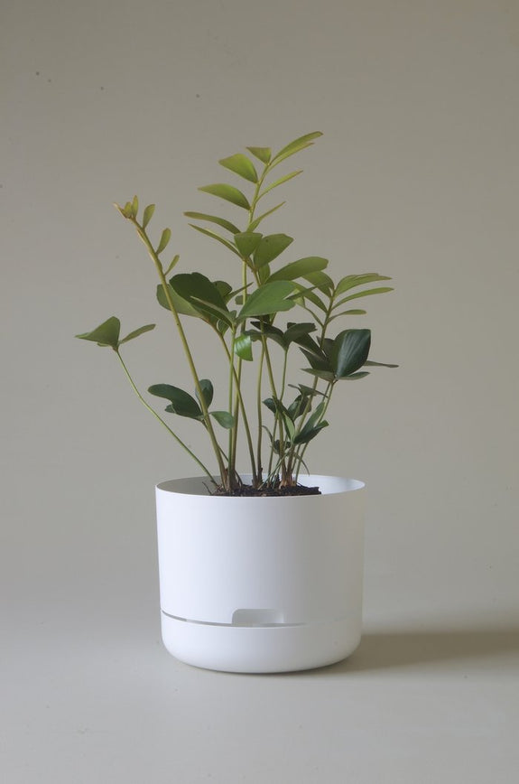 Mr Kitly - Self-Watering Plant Pots - 215mm - PICK UP ONLY