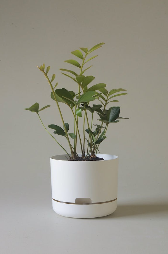 Mr Kitly - Self-Watering Plant Pots - 215mm - PICK UP ONLY