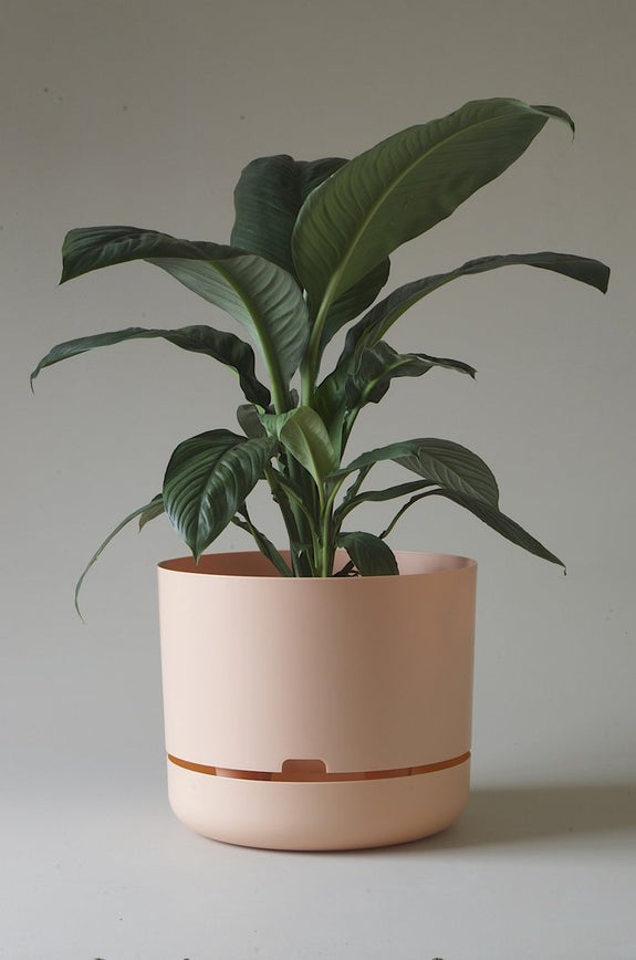 Mr Kitly - Self-Watering Plant Pots - 375mm - PICK UP ONLY